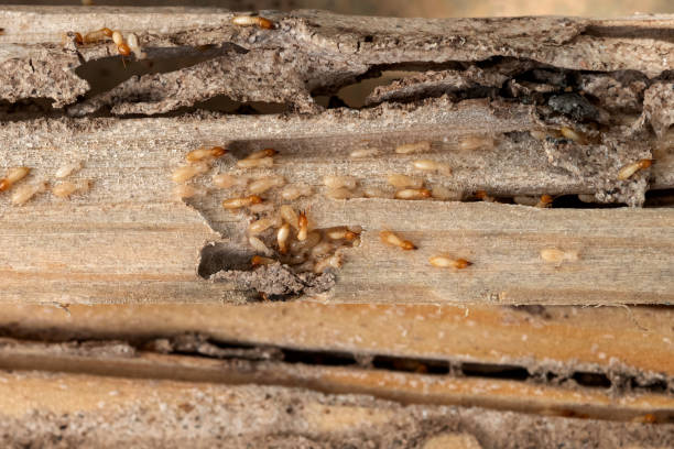 Pest Prevention Services in Jupiter, FL