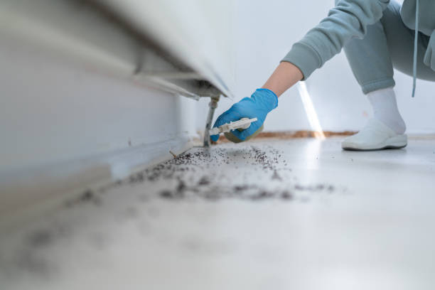 Best Ant Control Services  in Jupiter, FL